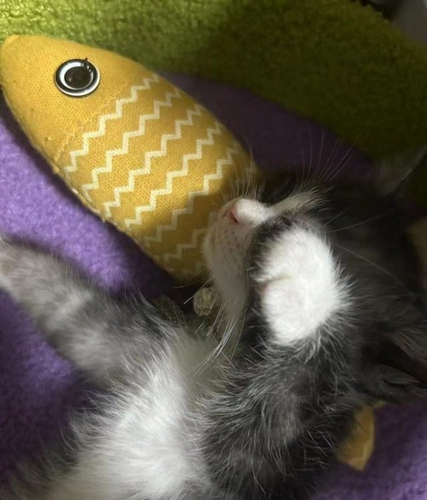 牛融网 萌宠哆哆的治愈日常：与毛孩子共度的温暖时光