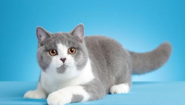 锦牛网 短毛猫与长毛猫，到底谁更能俘获你的心